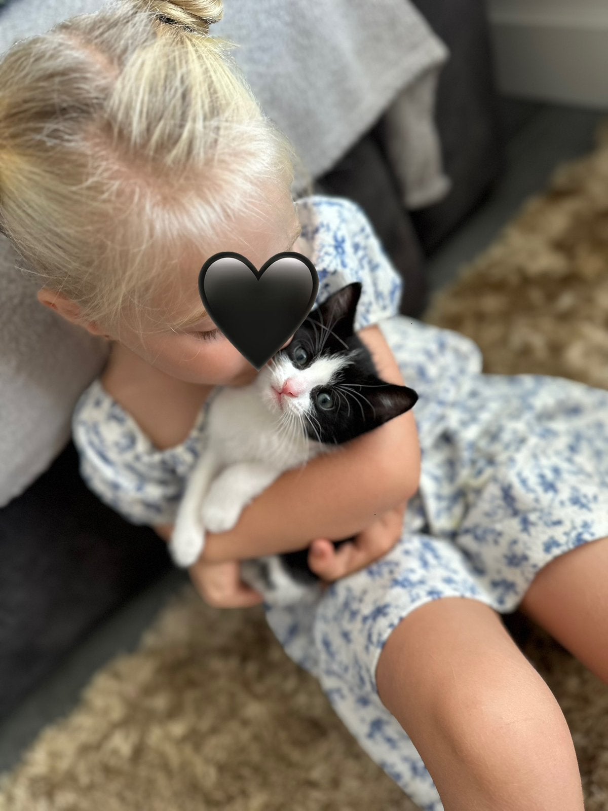2 gesocialiseerde kittens / snowbengaal ragdoll /gechipt, Kater, Gechipt, 0 tot 2 jaar