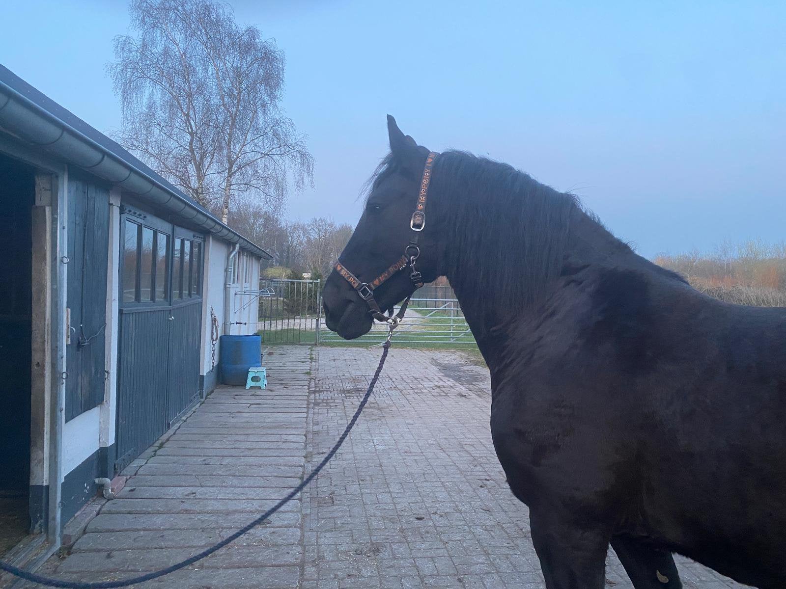 Te koop 10 jarige Friese Merrie, Dieren en Toebehoren, Merrie, Recreatiepaard