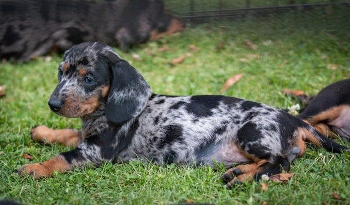 Dwerg teckel korthaar pups, Korthaar, Dwerg, Meerdere dieren, Eén hond
