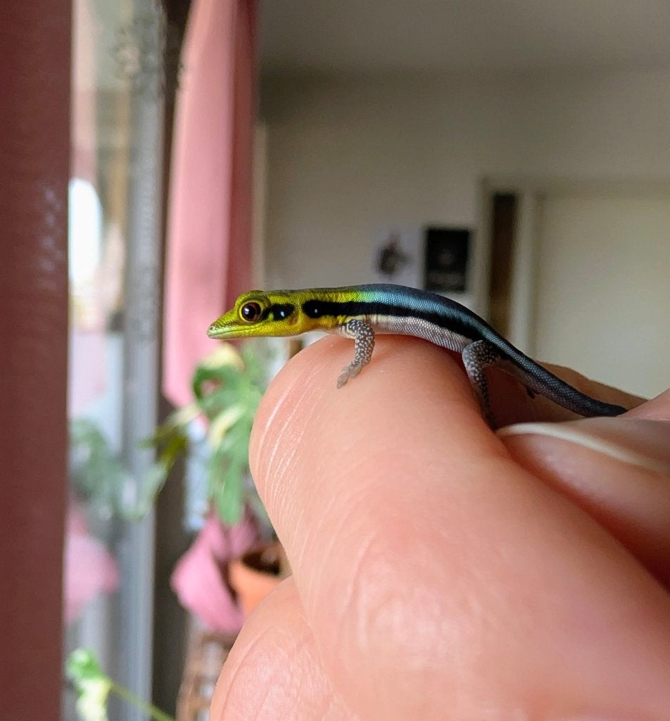 Phelsuma Klemmeri 0.0.1, Dieren en Toebehoren, 0 tot 2 jaar