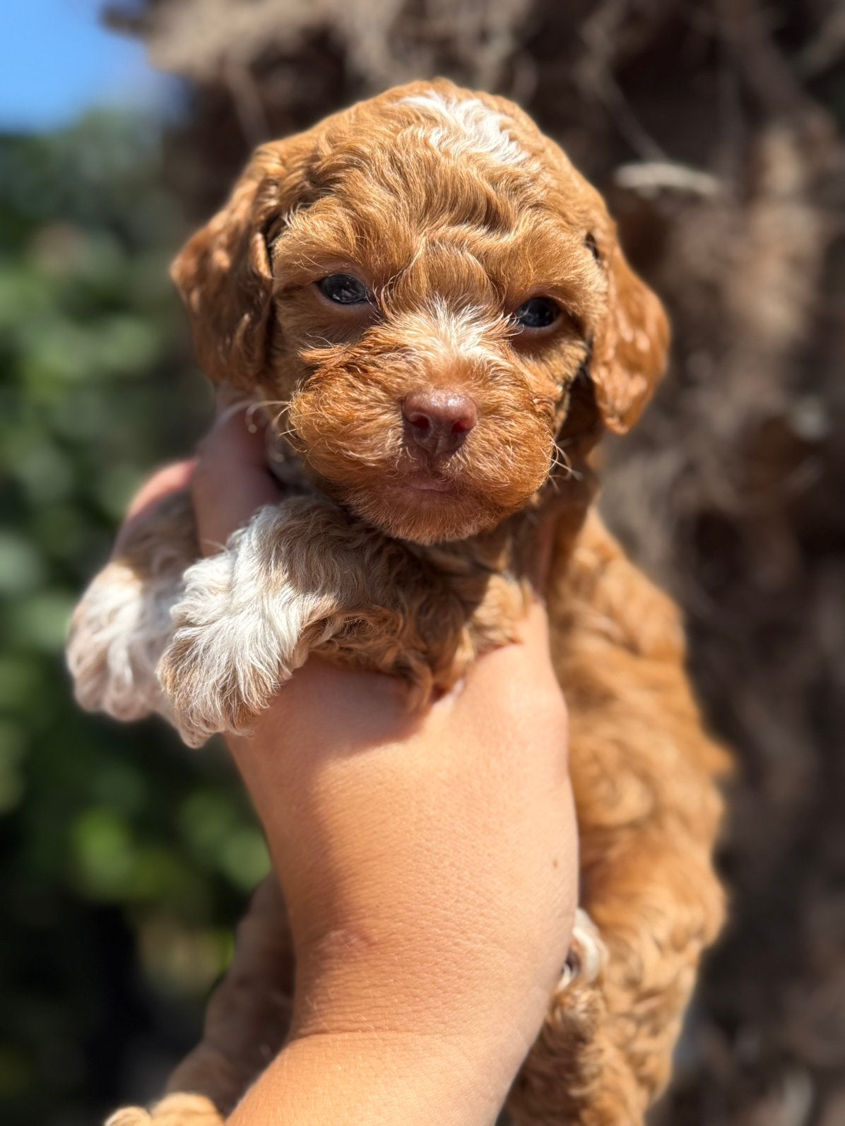 Mooie Maltipoo pups zoeken forever home, Parvo, Overige rassen, 8 tot 15 weken, Meerdere