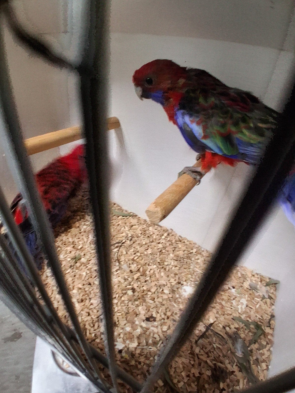 koppel wildkleur pennant rosella's, Dieren en Toebehoren, Meerdere dieren, Parkiet, Geringd