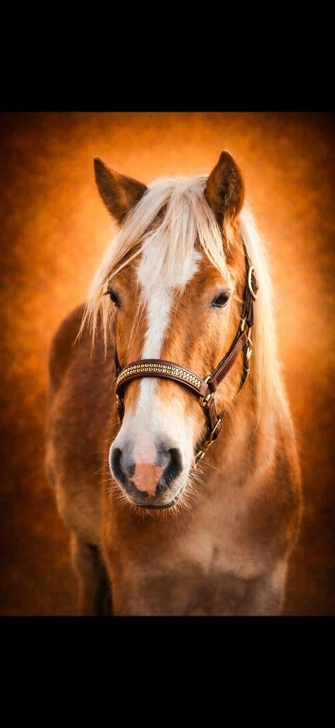 Lease pony!, Dieren en Toebehoren, Ophalen of Verzenden, Nieuw