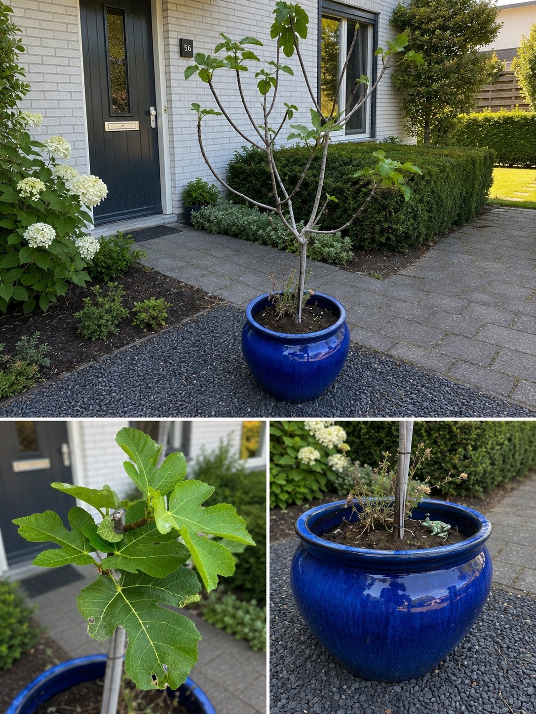 Vijgenboom in blauwe keramieke pot, Ophalen, Vaste plant, Fruitplanten, Volle zon