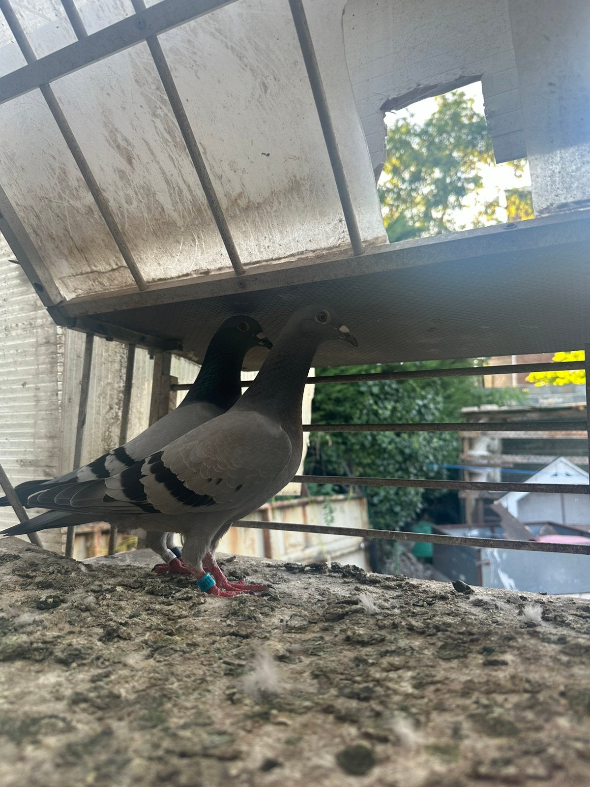 Postduiven, Dieren en Toebehoren, Vogels | Duiven