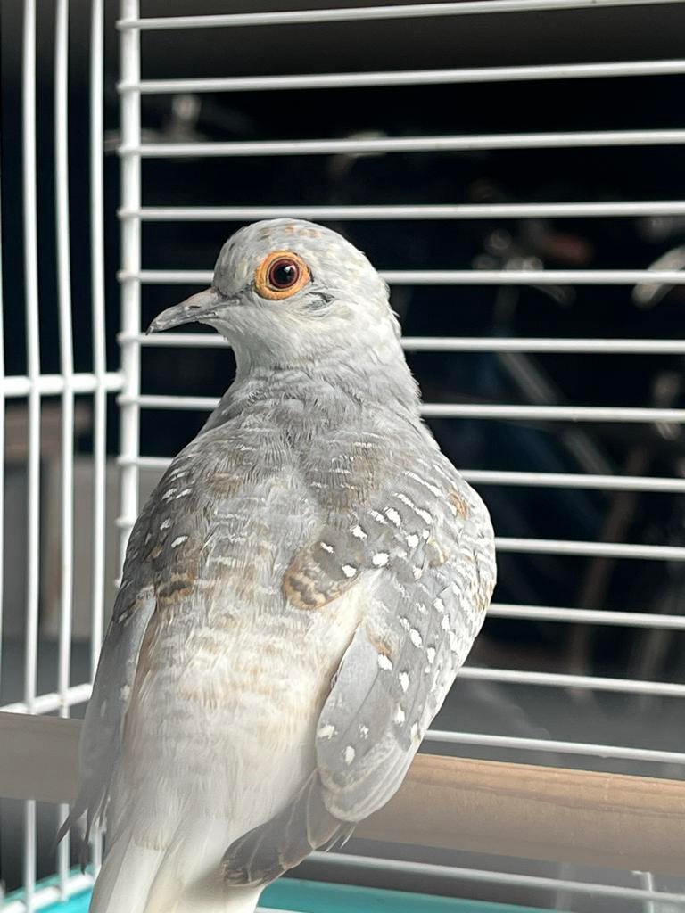 Jonge diamantduif (gratis), Dieren en Toebehoren, Geslacht onbekend