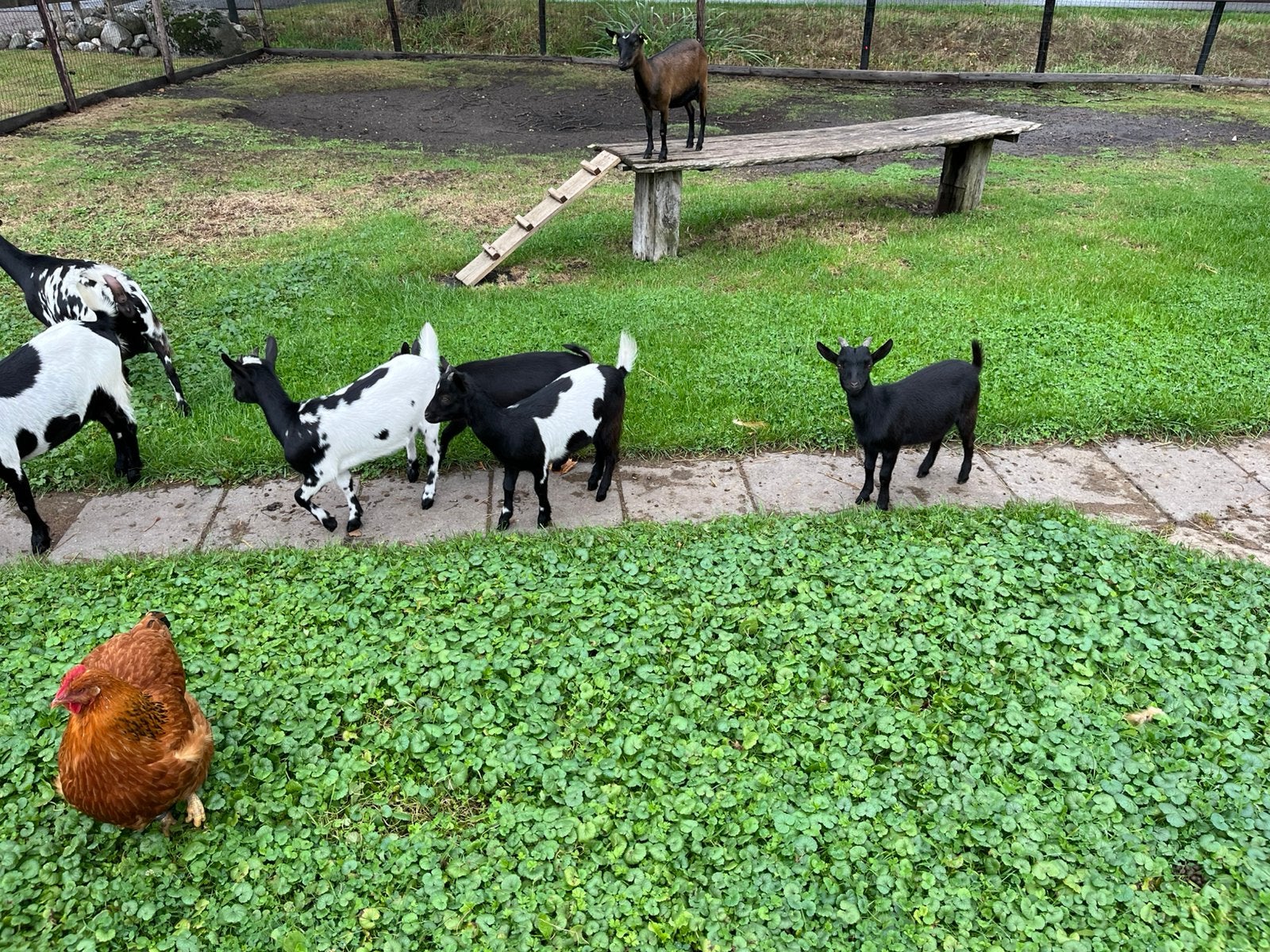 Dwerggeit lammetjes te koop, Dieren en Toebehoren
