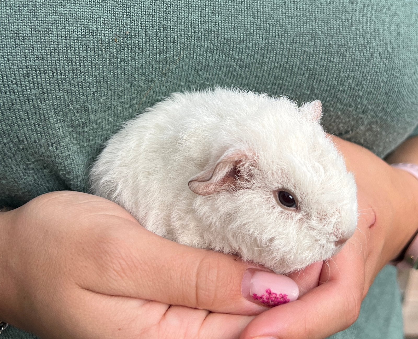 Te koop prachtige us-teddy cavia, Dieren en Toebehoren, Cavia, Augustus, Mannelijk, Tam
