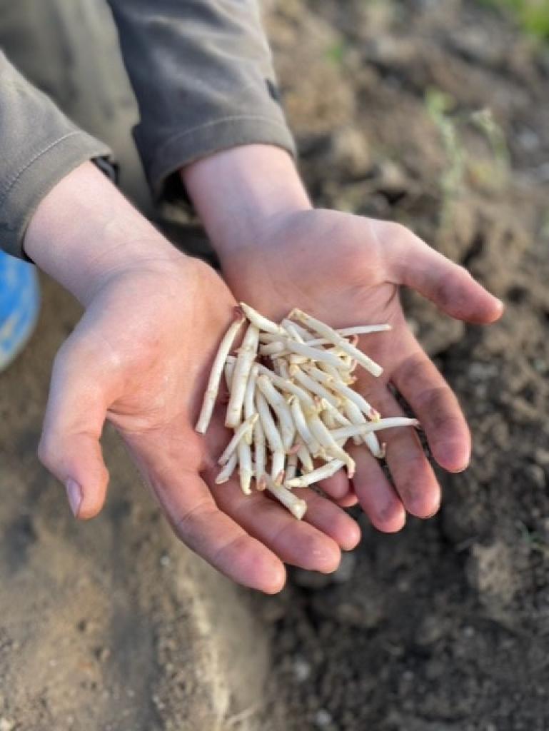 Zomer geurende hopbellen eerst, De Truffels van het Noorden, Tuin en Terras, Planten | Bomen, In pot, Halfschaduw, 250 tot 400 cm