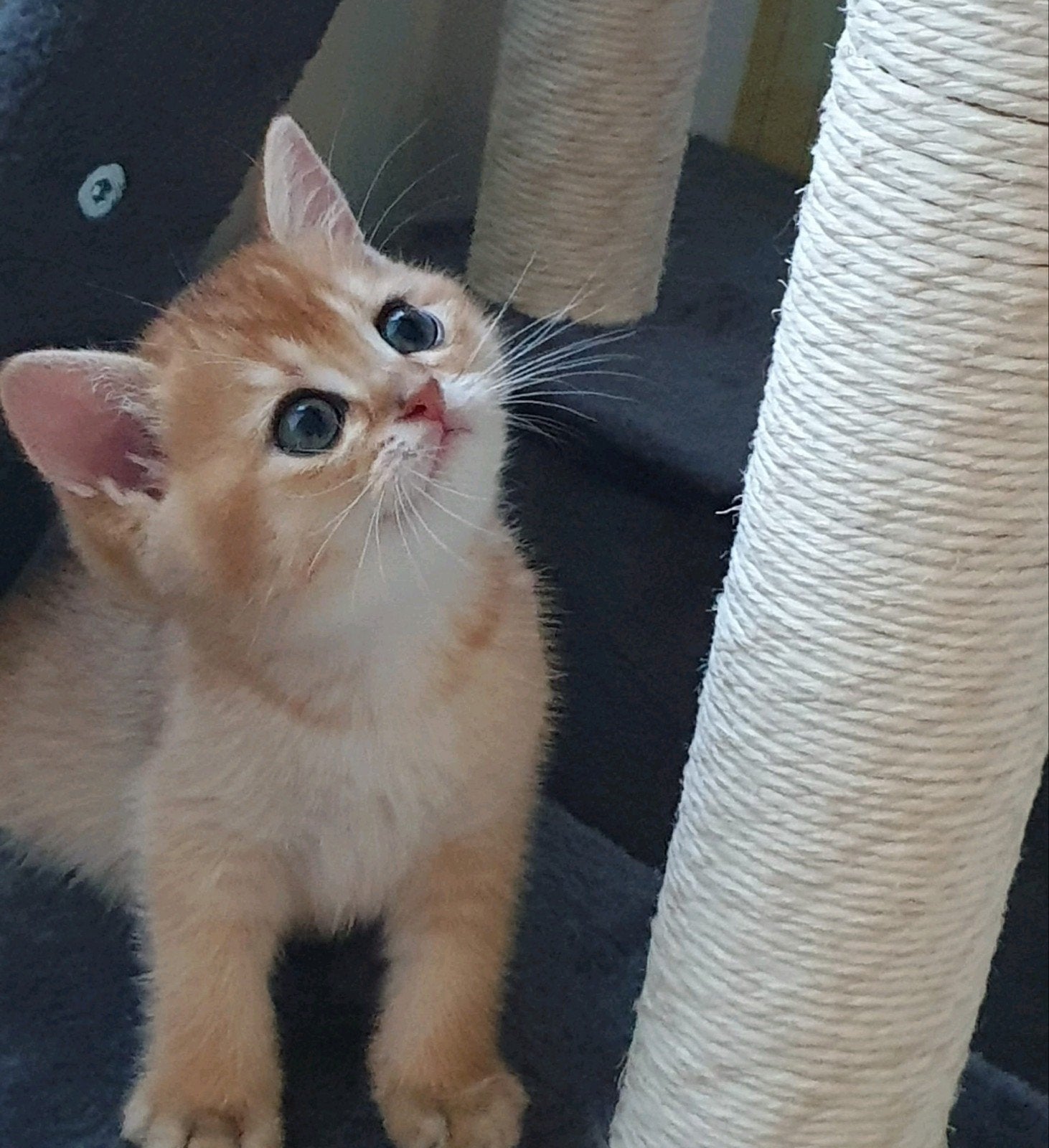 Goldenshaded Britse Korthaar kittens, Dieren en Toebehoren, Katten en Kittens | Overige Katten, Meerdere dieren, Kortharig, 0 tot 2 jaar