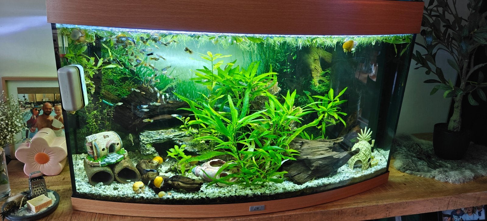 Juwel vision 180 compleet met vissen.  Guppys,algeneters,, Dieren en Toebehoren, Vissen | Aquaria en Toebehoren, Ophalen of Verzenden