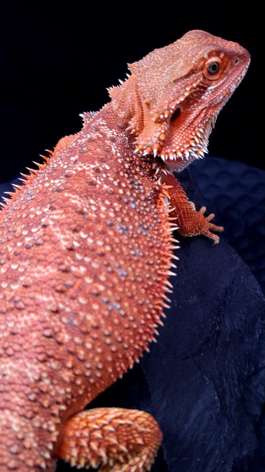 50% Red Monster Man Baardagaam - Holdback Release - Uniek, Hagedis, 0 tot 2 jaar
