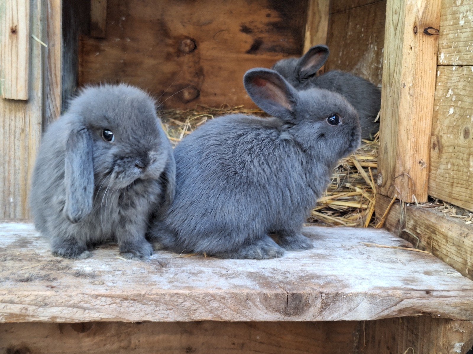 Mini lop, Dieren en Toebehoren, Konijnen, Groot, Meerdere dieren