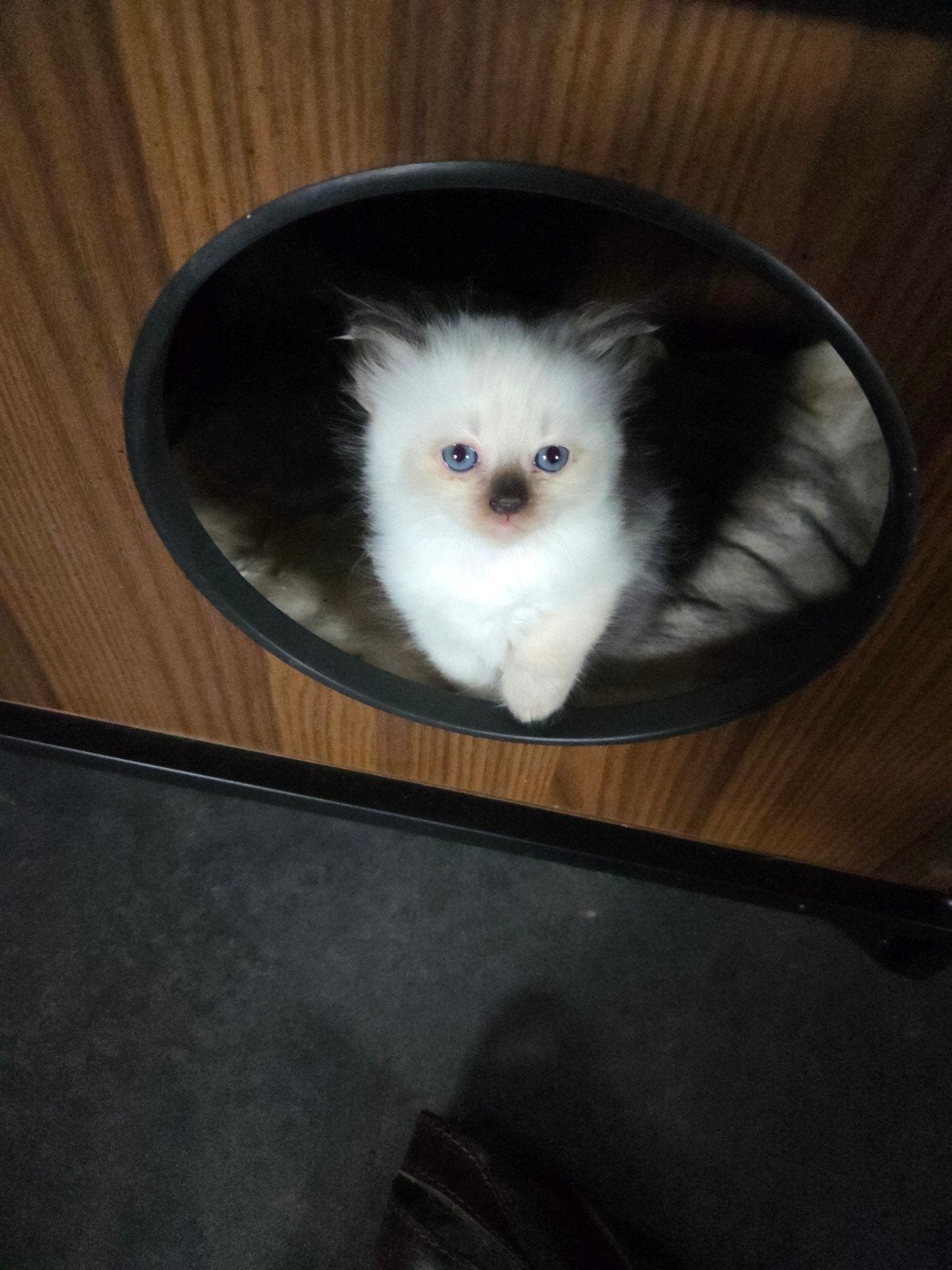 ragdoll kittens, Meerdere dieren
