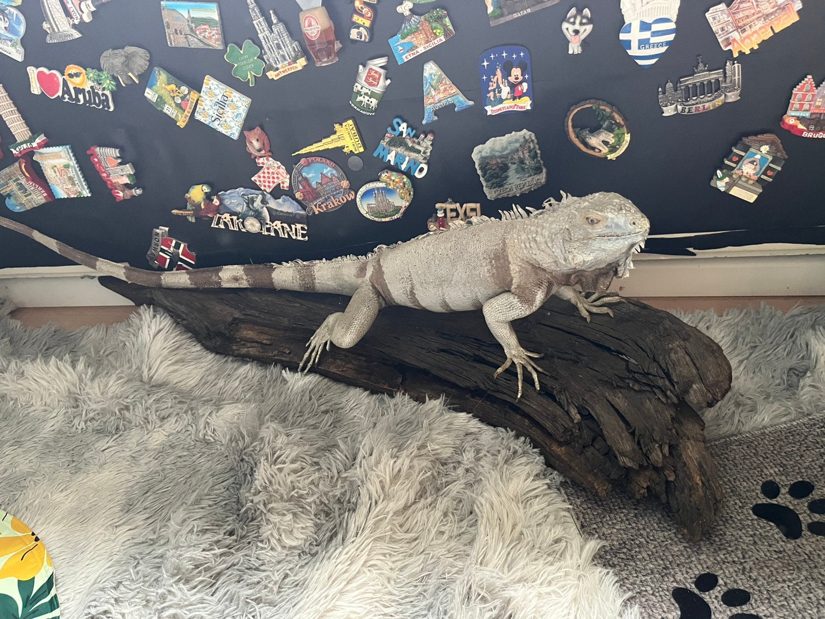 Opgezette leguaan te koop