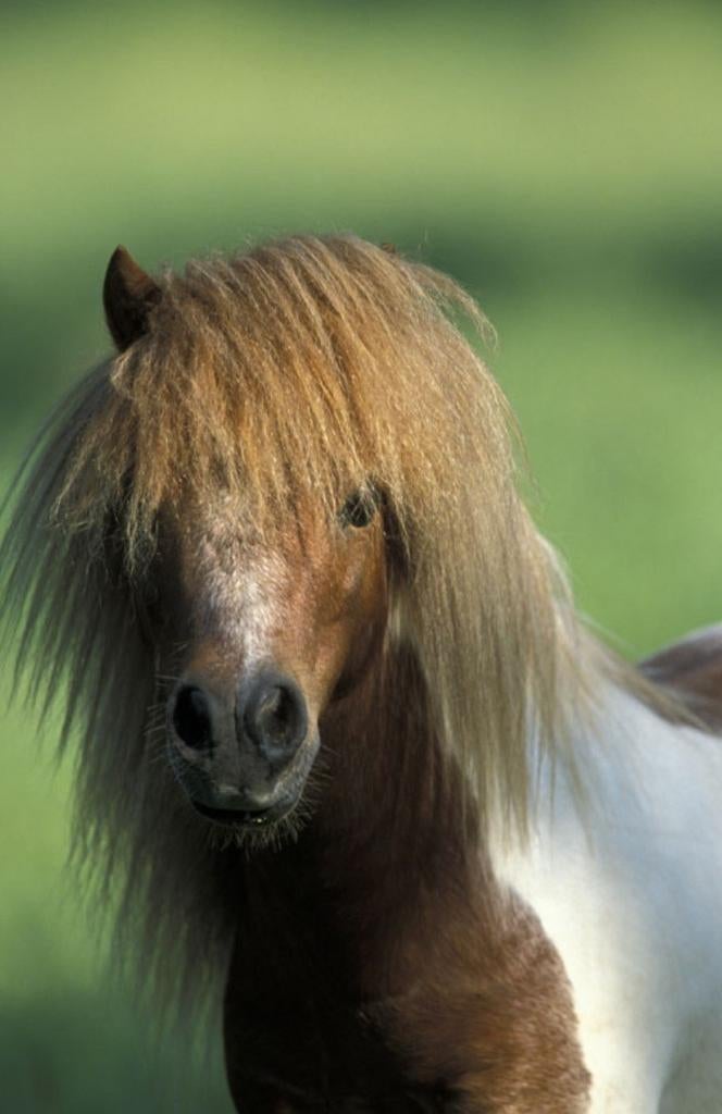 Gezocht weidegang en  stalling, Weidegang