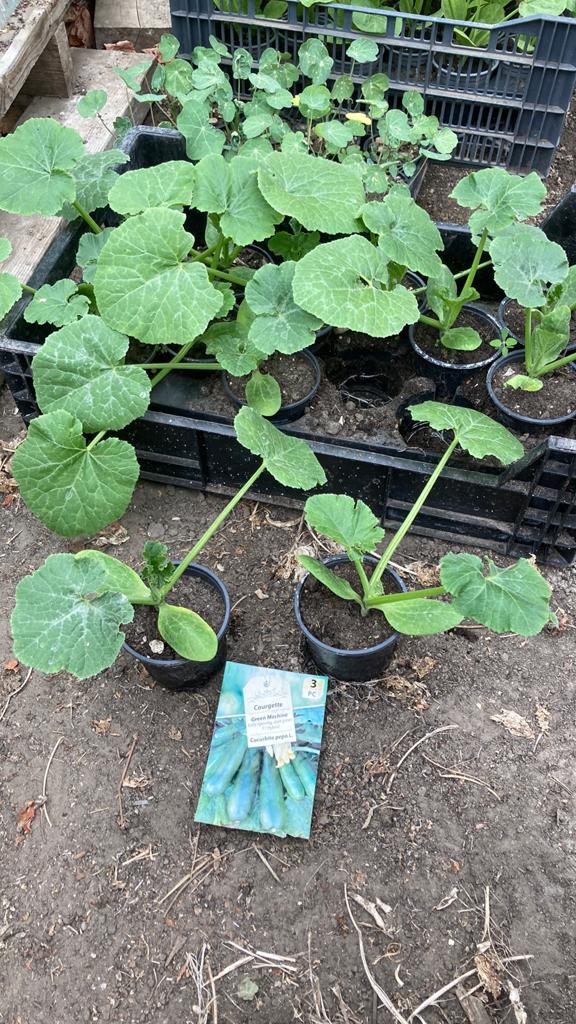 Courgette, Ophalen, Minder dan 100 cm, Overige soorten, Zomer
