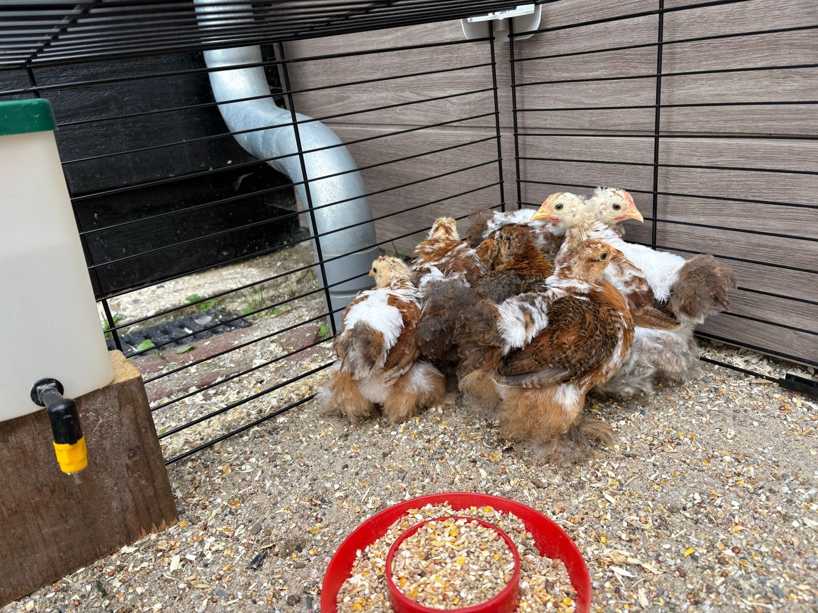 Porseleinen kriel kuikens, Dieren en Toebehoren, Pluimvee, Meerdere dieren, Kip