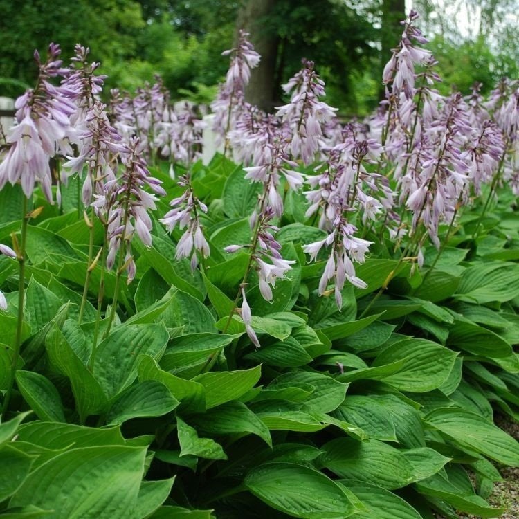 12x hosta sieboldiana 'Elegans' , hartelelie, p9 pot, Ophalen, Vaste plant, Overige soorten