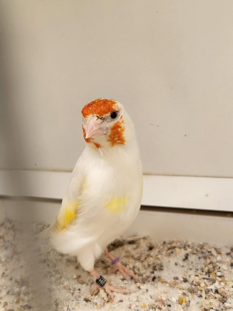 Majoor putters witkeel  2025 poppen, Dieren en Toebehoren, Vogels | Kanaries, Meerdere dieren, Bastaard