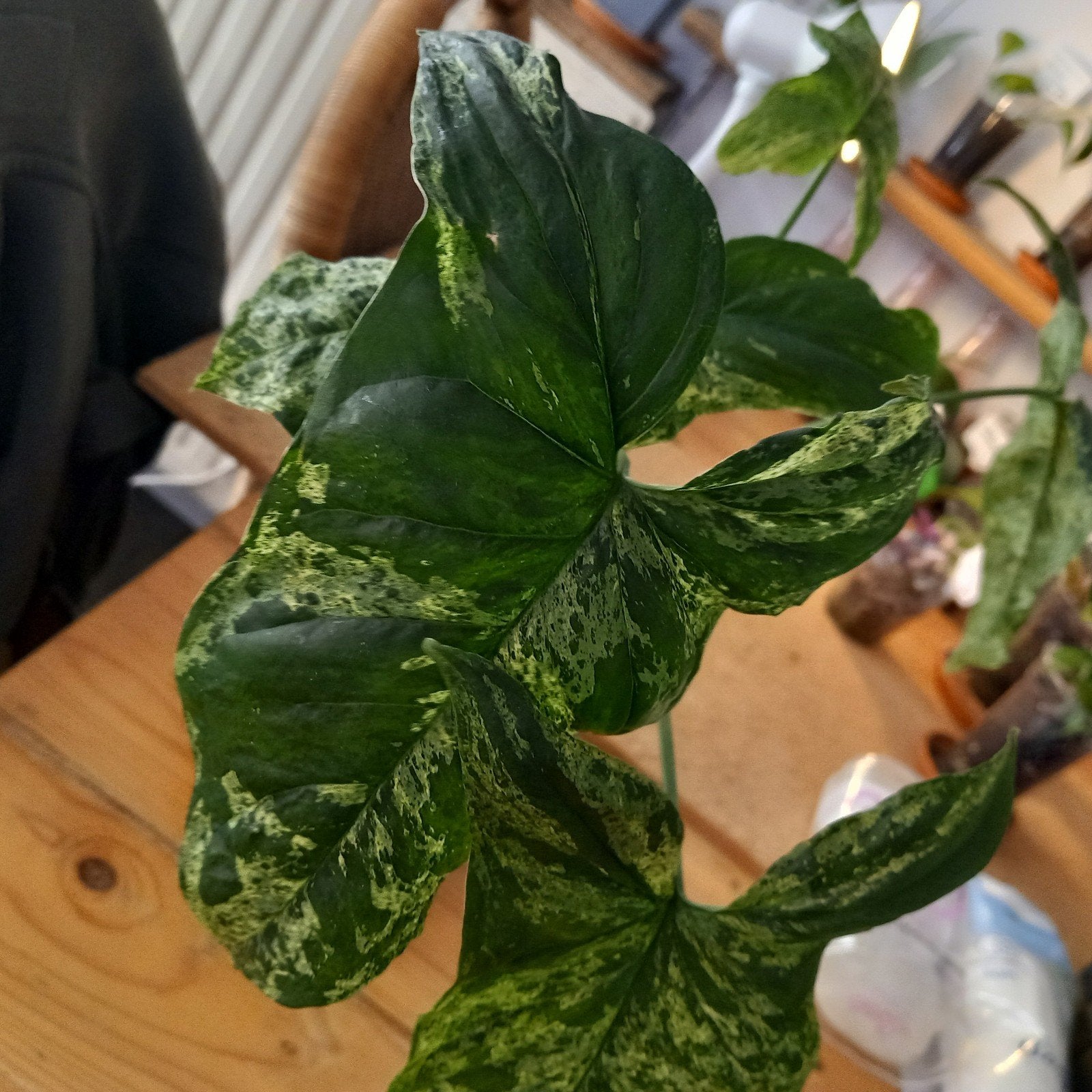 Syngonium mottled nr 32, Huis en Inrichting, Kamerplanten, Ophalen of Verzenden, Halfschaduw, Minder dan 100 cm