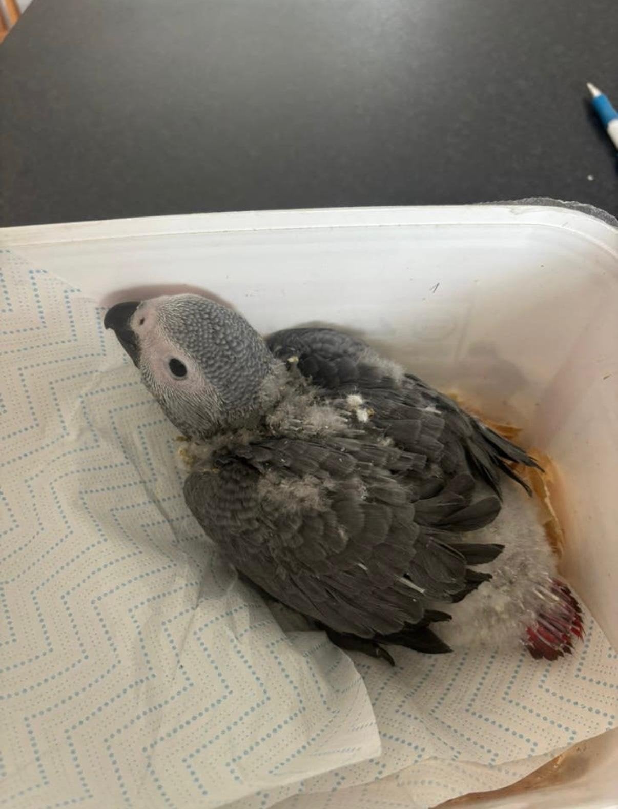 Baby Grijze Roodstaart – met CITES en gesloten ring, Papegaai, Pratend