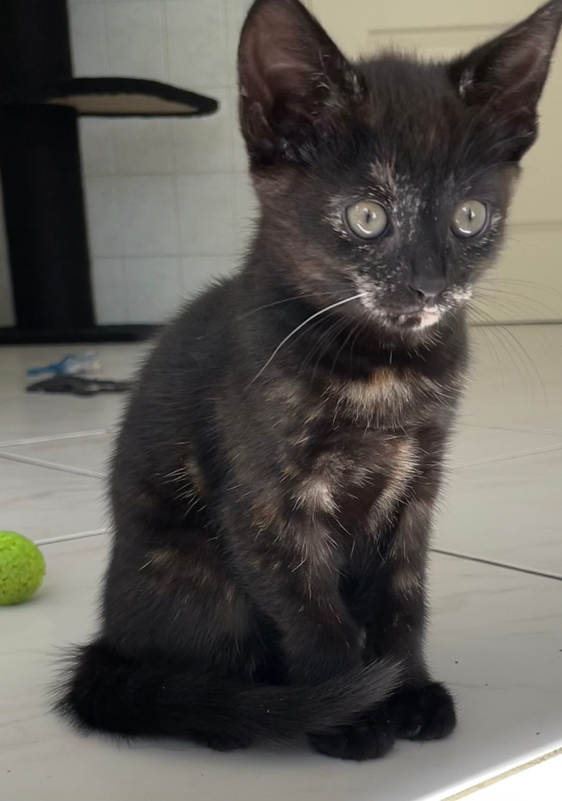 Schattige kitten, zwart rood schildpad poesje tortie 9 weken, Dieren en Toebehoren, Katten en Kittens | Overige Katten, Poes, Kortharig