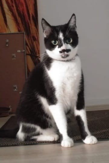 vermist Figo Update! Hij is weer thuis 🥳🥳🥳, Kat