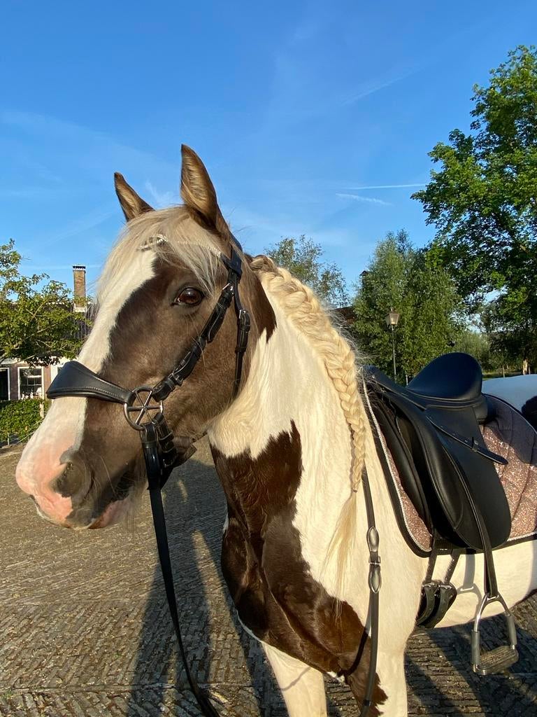 Nalanta Bitloos hoofdstel, Dieren en Toebehoren, Ophalen of Verzenden, Dressuur