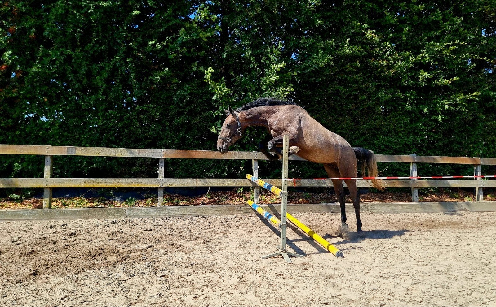 Aparte 3,5 j ruin van Don't Touch Tiji Hero x Chacoon Blue, Dieren en Toebehoren, Springpaard, Met stamboom, Ruin, 3 tot 6 jaar