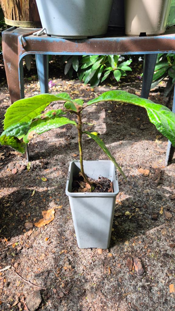 Japanese mispel 1 jaar oud, Tuin en Terras, Planten | Fruitbomen, Ophalen, Minder dan 100 cm, Overige soorten, Zomer