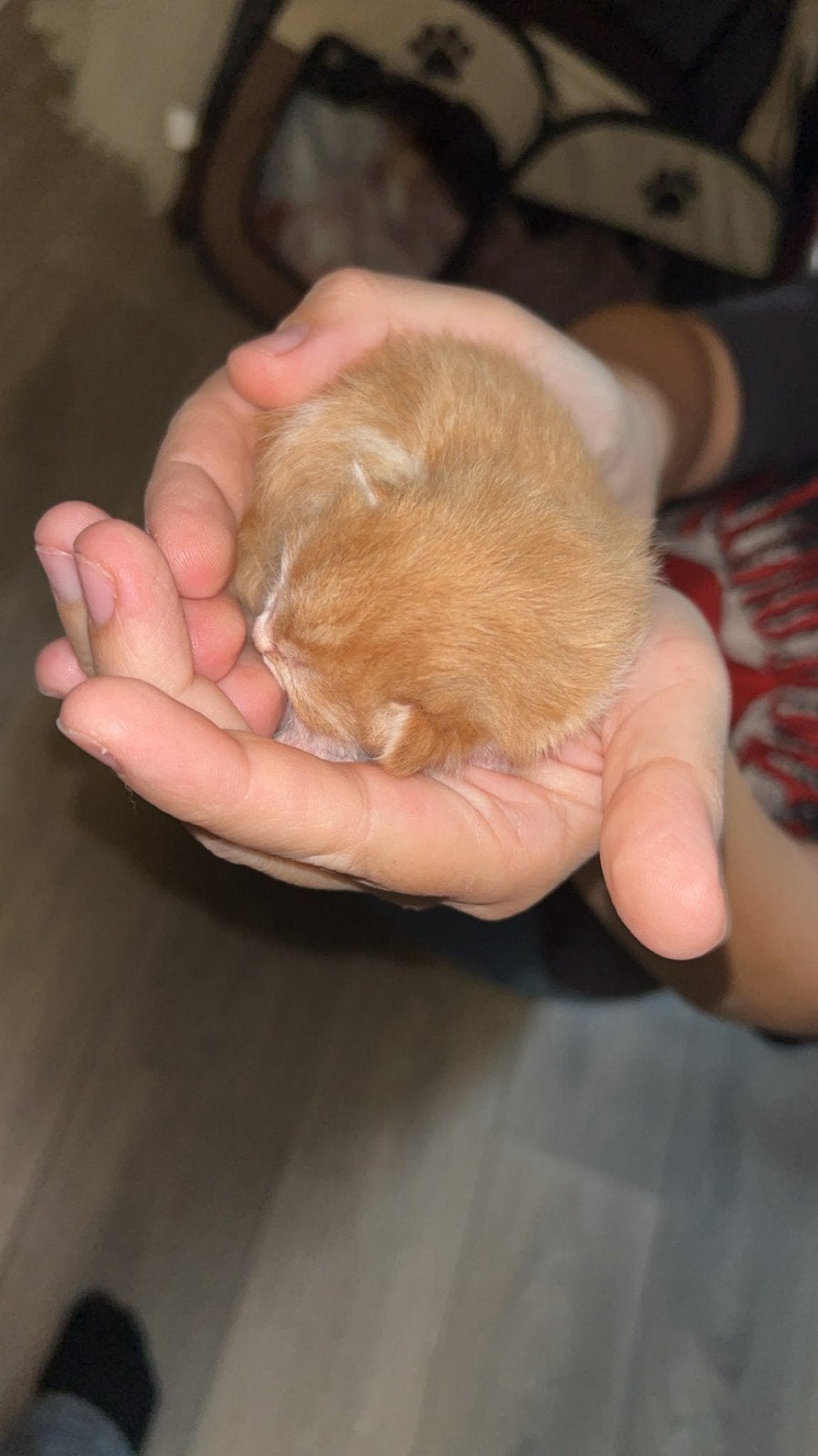 rood /wit katertje, Dieren en Toebehoren, Kater, Kortharig, 0 tot 2 jaar