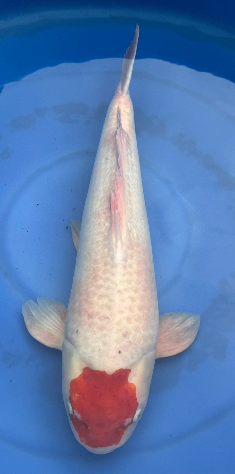Tancho kohaku van 67 cm, Dieren en Toebehoren, Karper of Koi