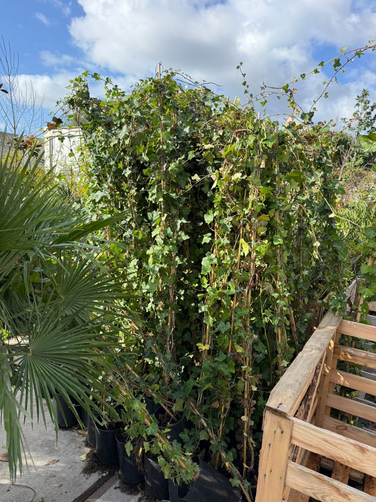 Hedera superlang 2,5 - meter zeker nog 150 stuks pst 3,95, Tuin en Terras, Ophalen, Bloeit niet, Vaste plant, Klimplanten