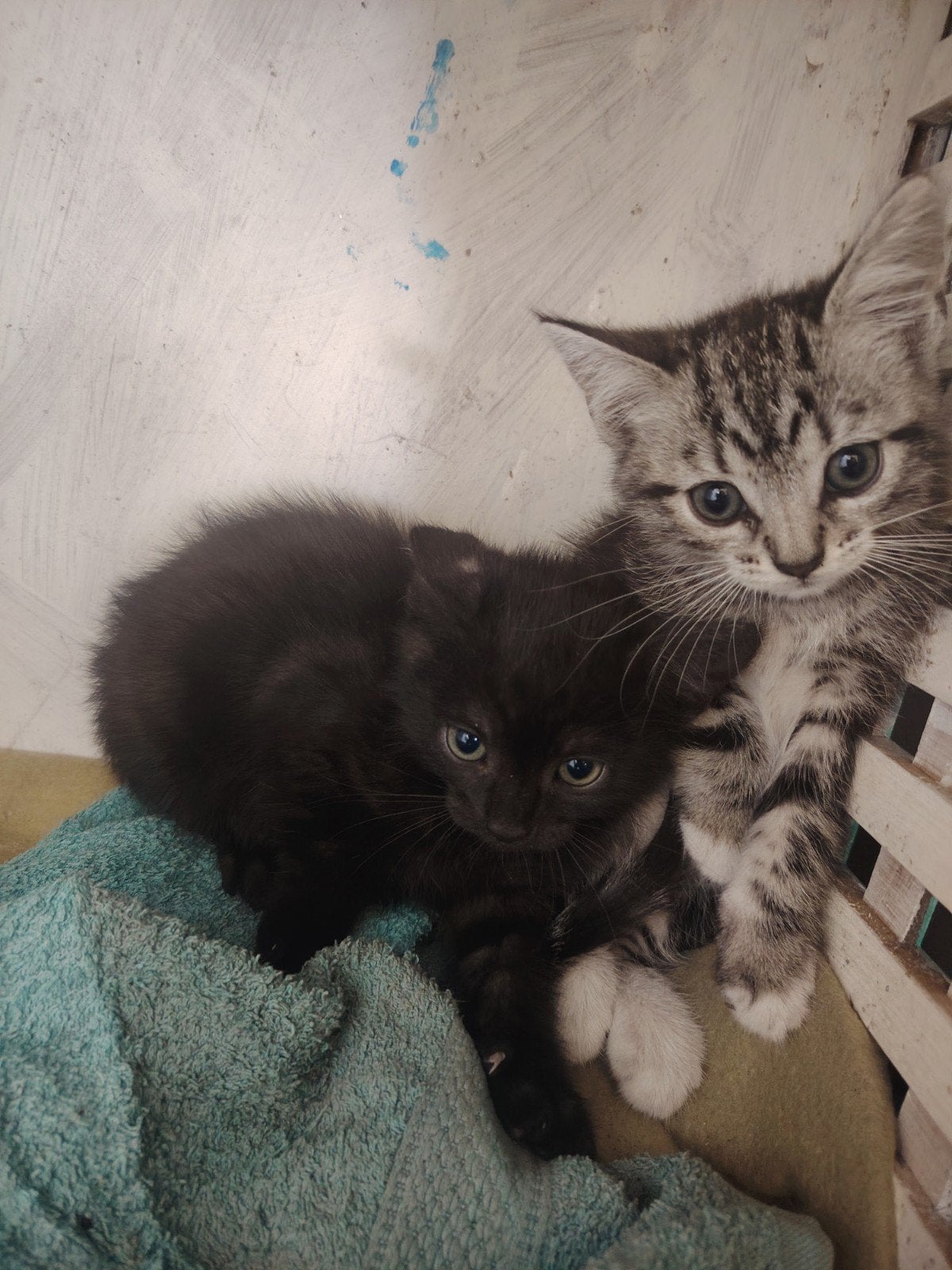 Kittens zoeken een liefdevol gezin, Dieren en Toebehoren, Katten en Kittens | Overige Katten