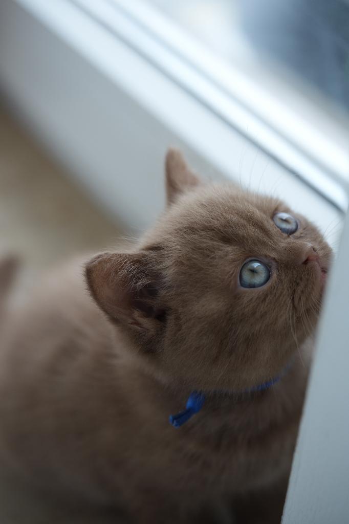 British Shorthair Cinnamon / Nieuw nestje op komst, Poes, Met stamboom, 0 tot 2 jaar