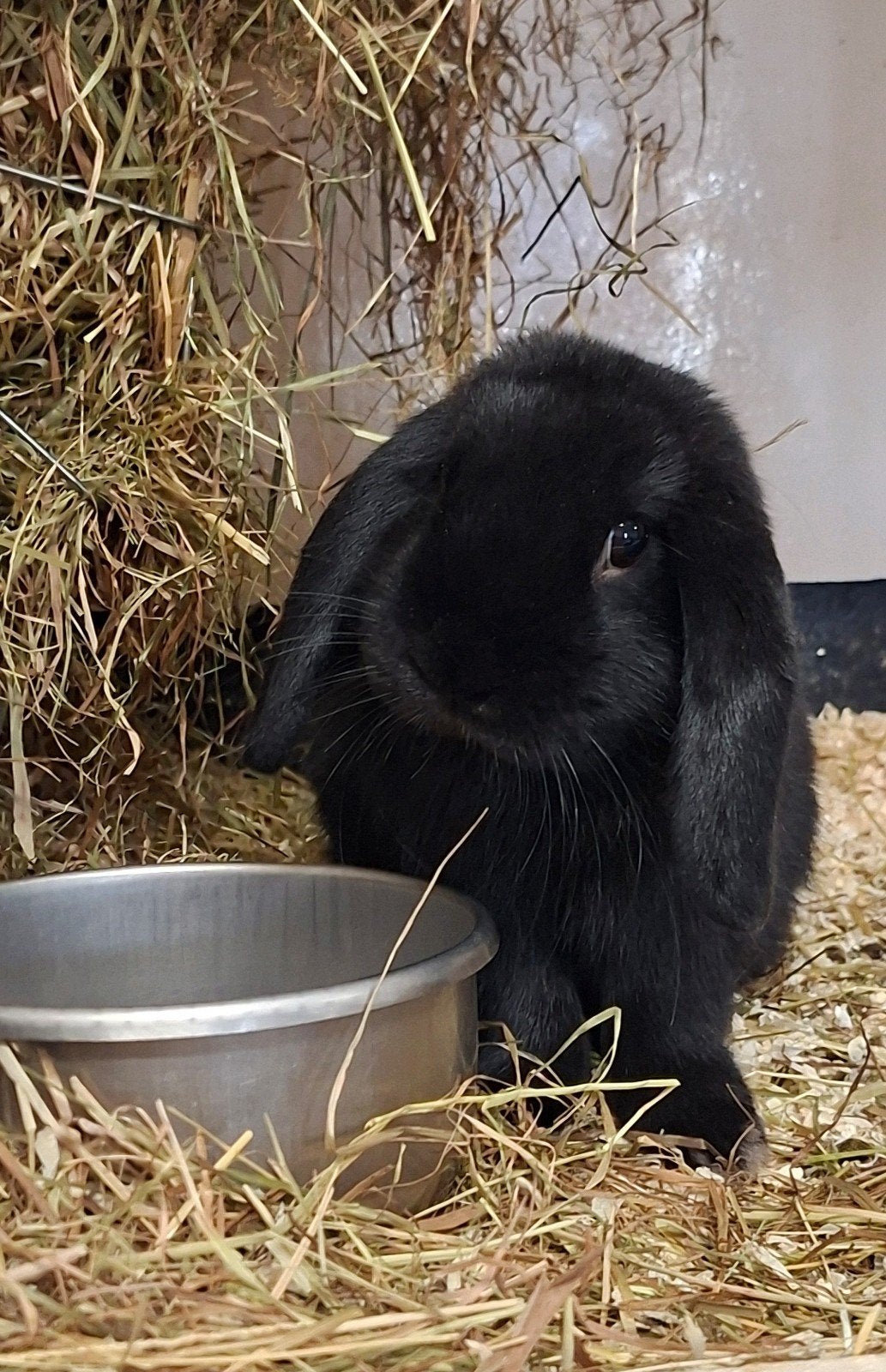 knuffel hangoor rammetje, Mannelijk, Dwerg, Hangoor