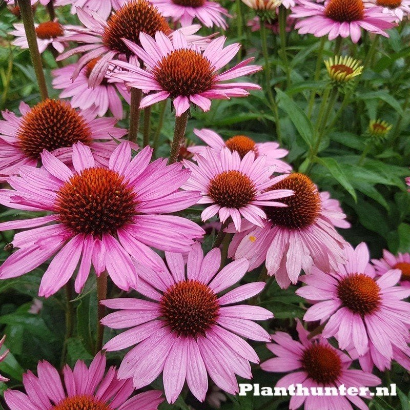 Echinacea Magnus Roze zonnehoed afhaal aanbieding, Ophalen, Overige soorten, Halfschaduw