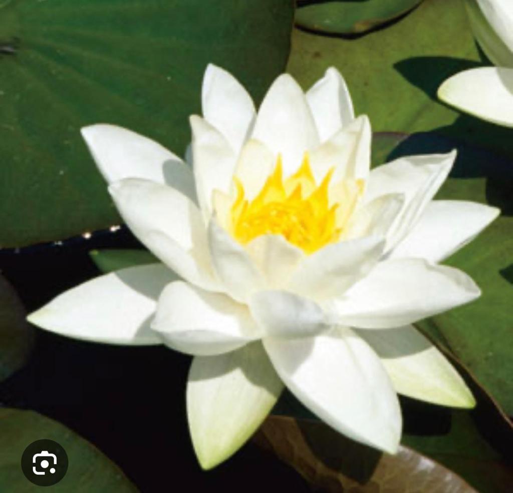Witte Waterlelie - Nymphaea Alba, Ophalen, Gebruikt
