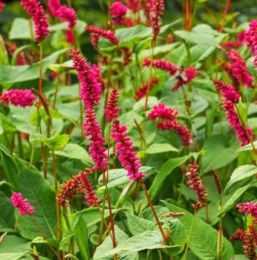duizendknoop BIO  Persicaria amplexicaulis 'Speciosa'€ 0,75, Bodembedekkers, Volle zon, Vaste plant, Ophalen of Verzenden