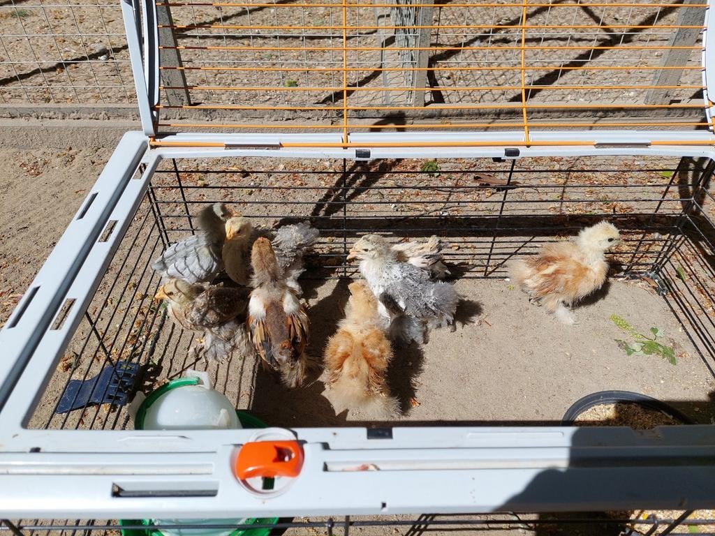 Cochin, Zijdehoen en Wyandotte kriel kuikens, Dieren en Toebehoren, Meerdere dieren, Kip
