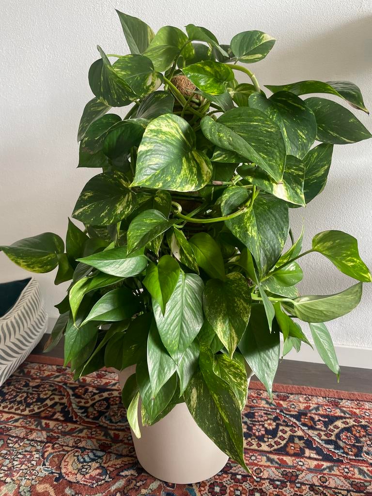Philodendron op mospaal, inclusief pot, ca. 70 cm hoog, Ophalen, Overige soorten, In pot, Minder dan 100 cm