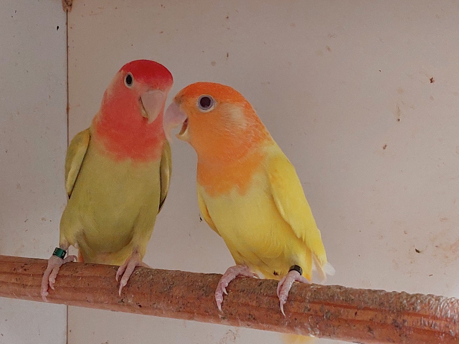 koppel agapornis roseicollis, Dieren en Toebehoren, Meerdere dieren, Dwergpapegaai of Agapornis, Geringd