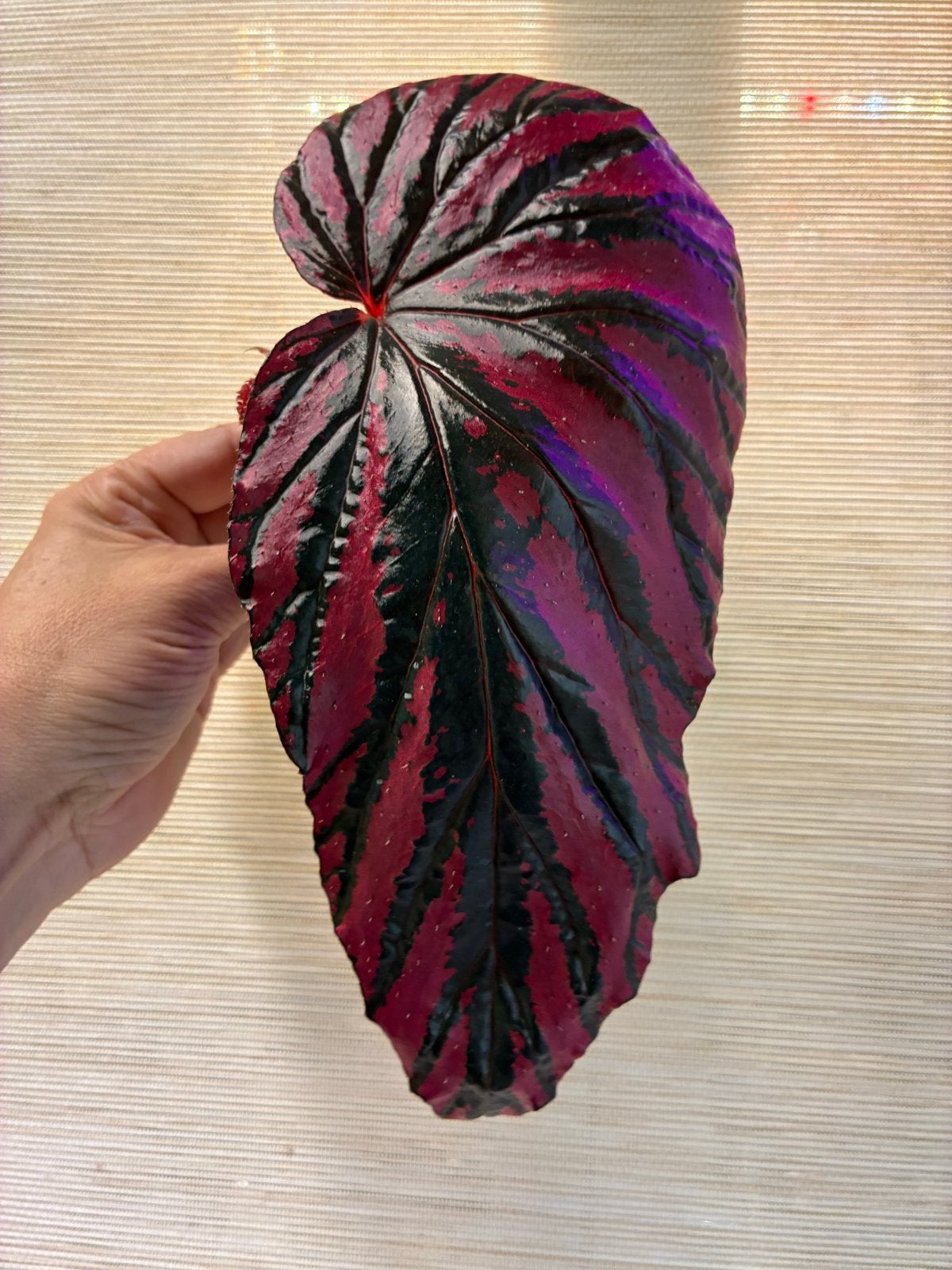 Middenstek gewortelde Begonia Brevirimosa (2), Ophalen of Verzenden, Halfschaduw, Minder dan 100 cm