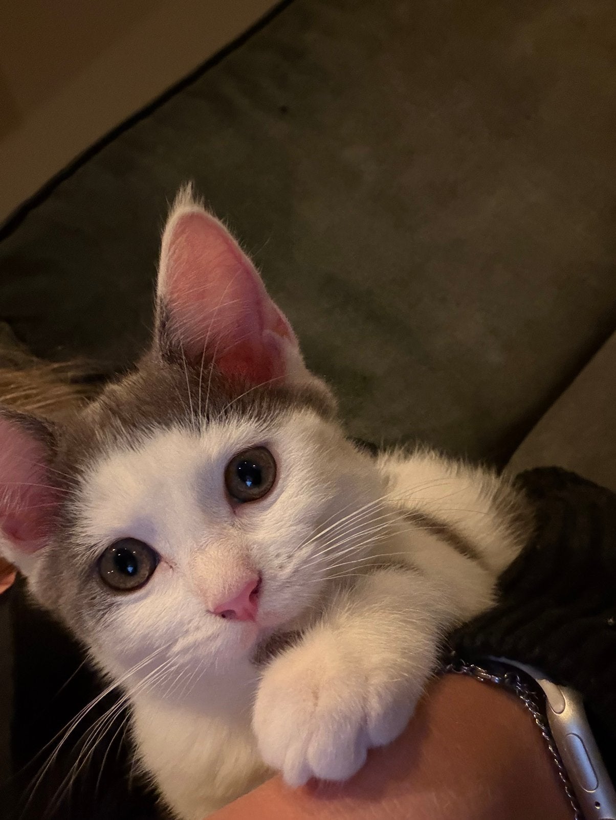 Kittens