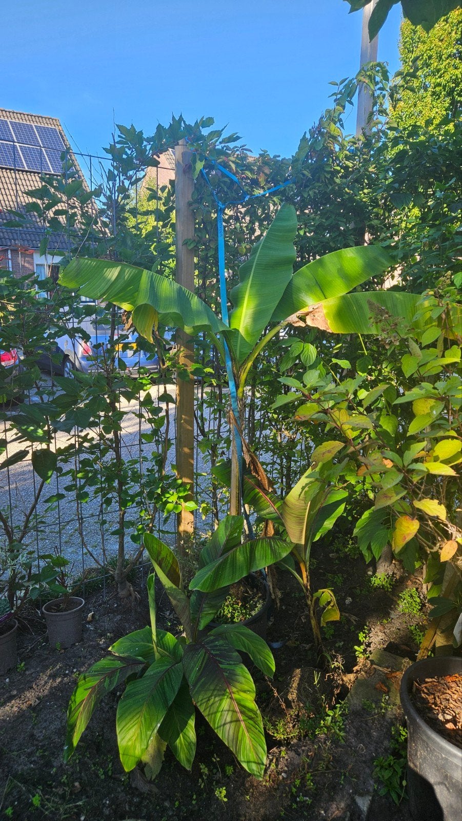 Bananenplant (Musa) - Tropische sfeer in uw tuin, Ophalen of Verzenden