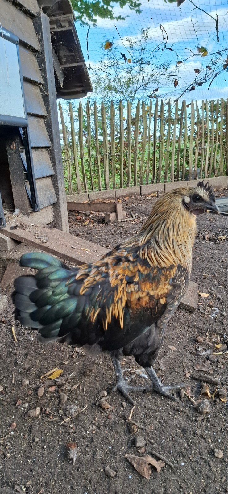 Ayam Cemani x Marans kruizing UNIEKE haan, Dieren en Toebehoren, Mannelijk, Kip