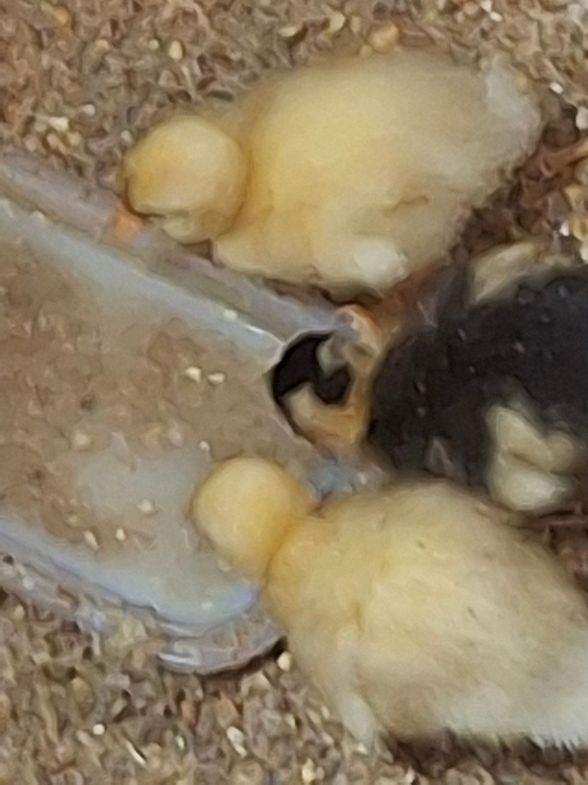 Kwaker eendenkuikentjes te koop,  verschillende leeftijden!, Dieren en Toebehoren, Pluimvee, Geslacht onbekend, Eend