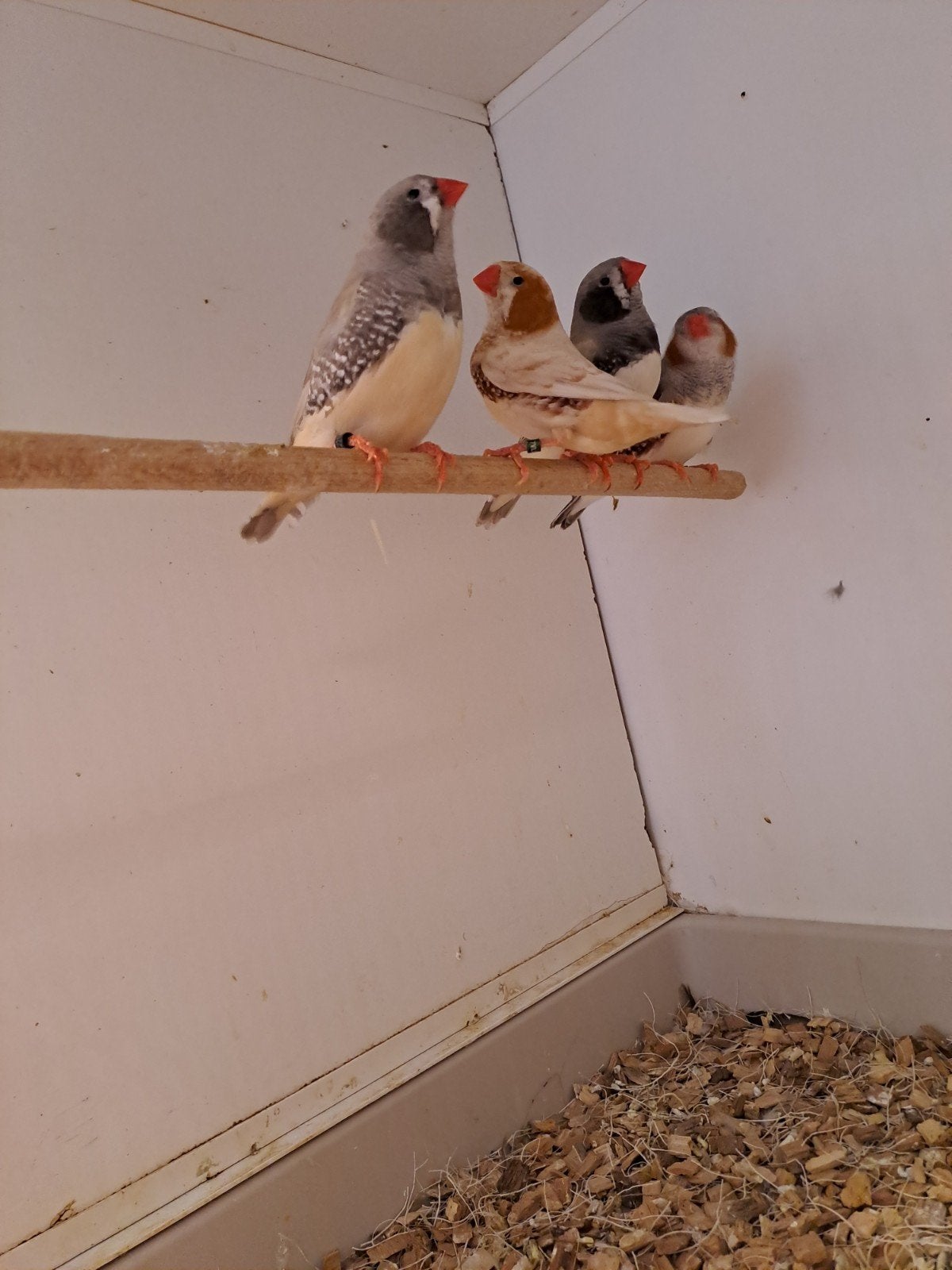 Zebravinken koppels, Dieren en Toebehoren, Vogels | Overige Vogels, Meerdere dieren, Geringd