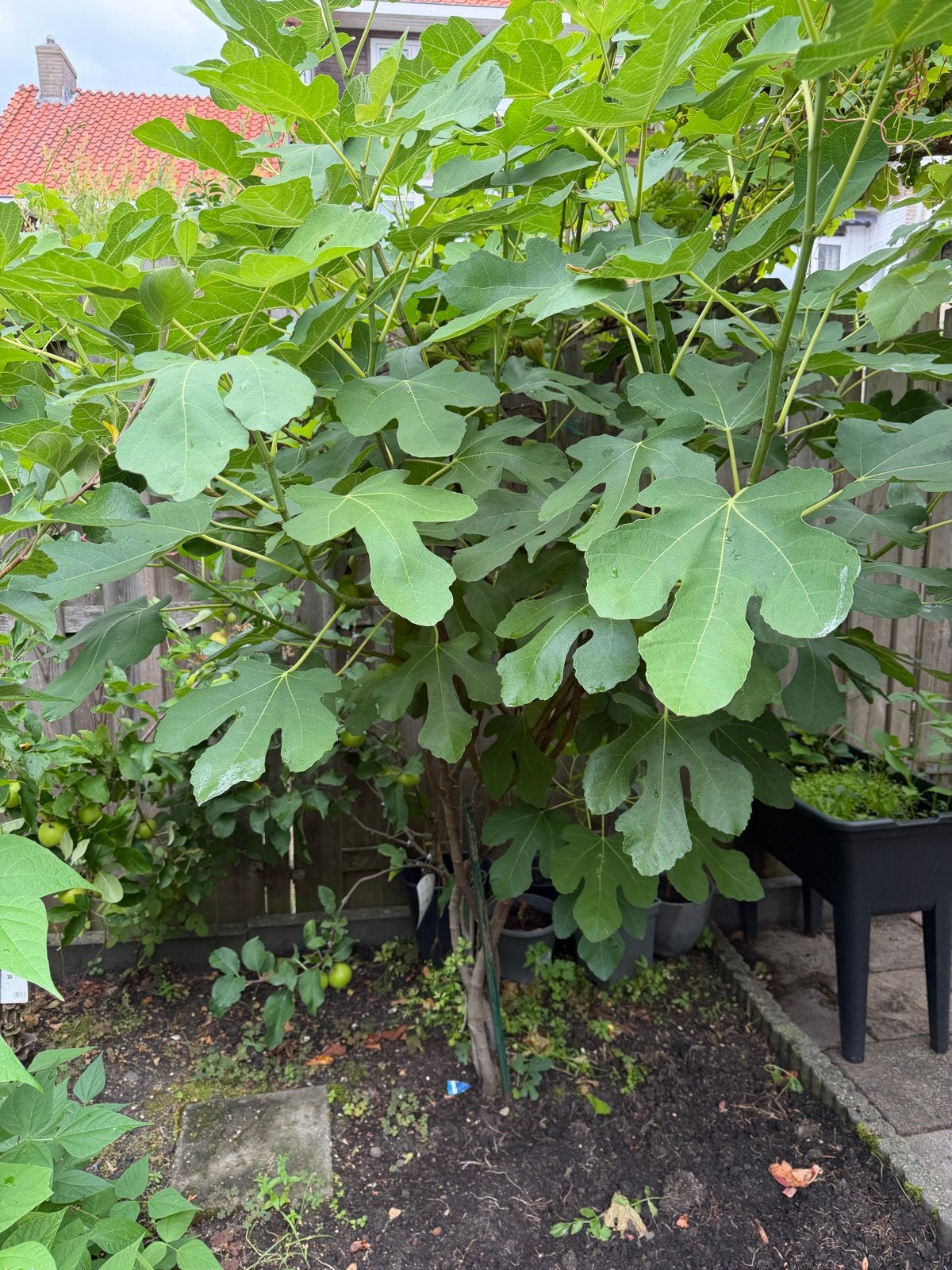 Vijgenboom met vruchten - Ficus carica, Tuin en Terras, Volle zon, Vaste plant, Ophalen of Verzenden, Zomer